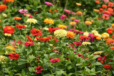 Garsington Dahlia and Cosmos, 2009 by Sarah OToole